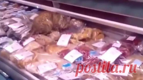 Кот-гурман устроил во владивостокском магазине пир на 60 тысяч рублей: видео // НТВ.Ru
