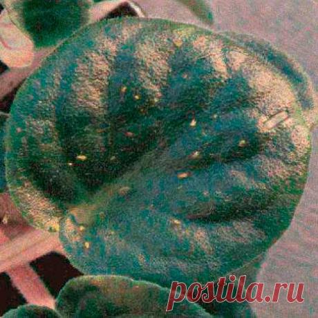 Вредитель комнатных растений Нематода. Это очень опасные вредители комнатных культур. Нематоды — мелкие червячки. Каждая из разновидностей вредителя повреждает определенные части растения, затем средой обитания всех видов становится почва. Нематоды приостанавливают рост и развитие культур. Пораженному вредителем растению не хватает питательных веществ, так как корни у него загнивают и со временем отмирают.