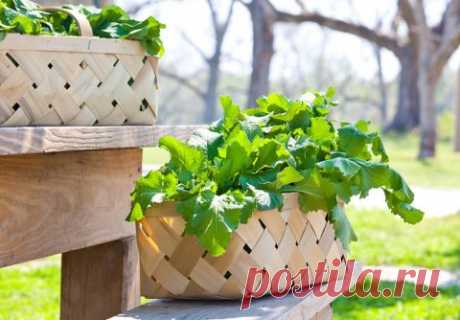 7 маленьких секретов выращивания вкусных помидоров