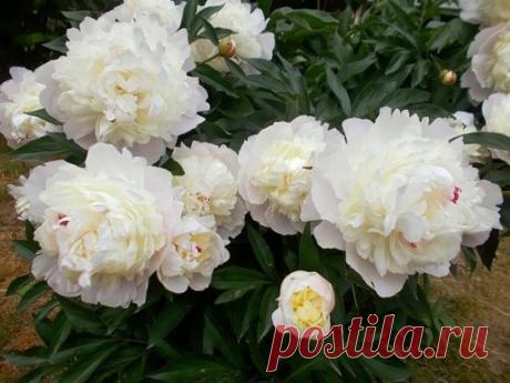 Пьянящий аромат цветущих пионов в начале лета — что может быть прекрасней?!