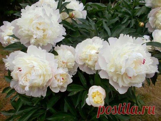 Пьянящий аромат цветущих пионов в начале лета — что может быть прекрасней?!