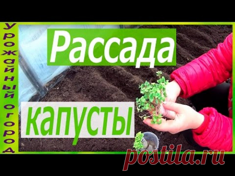РАССАДА КАПУСТЫ БЕЗ ЗЕМЛИ!ПЕРЕСАДКА В ГРУНТ!