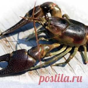 Способы ловли раков