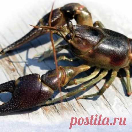 Способы ловли раков