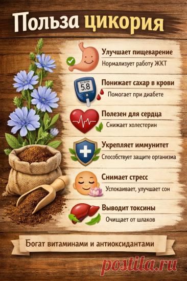 Польза цикория