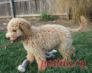 Поводырь - порода коббердог.