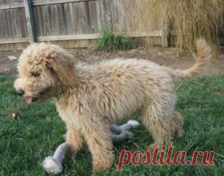 Поводырь - порода коббердог.