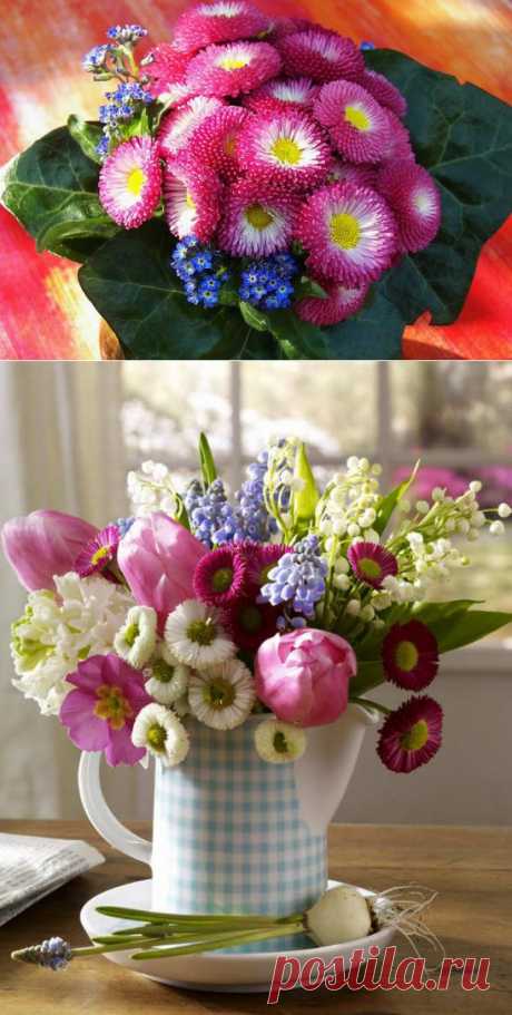 Весенние цветы в интерьере. МАРГАРИТКИ.