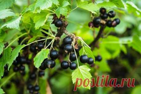 Без химикатов: успешная защита сада и огорода | Ваши 6 соток | Яндекс Дзен