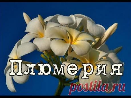 ПЛЮМЕРИЯ, франжипани или ДЕРЕВО ЖИЗНИ. Уход и разведение в домашних условиях