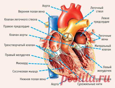 Отрегулируйте работу органов пищеварения, если хотите иметь здоровое сердце Сердце – это, с одной стороны, насос для циркуляции крови, а с другой стороны — сосудистая система, ее распределитель: кому сколько дать.