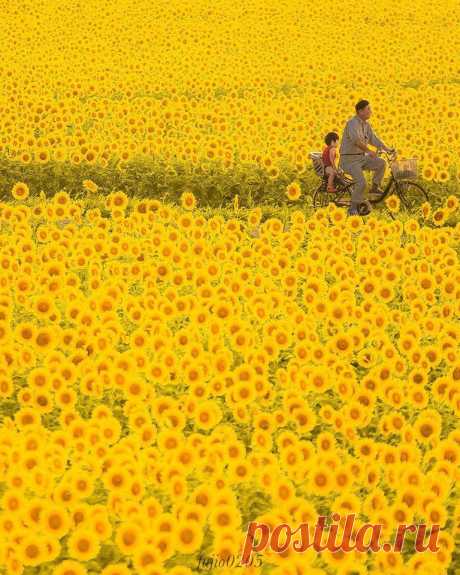 Масико, Япония 🌻