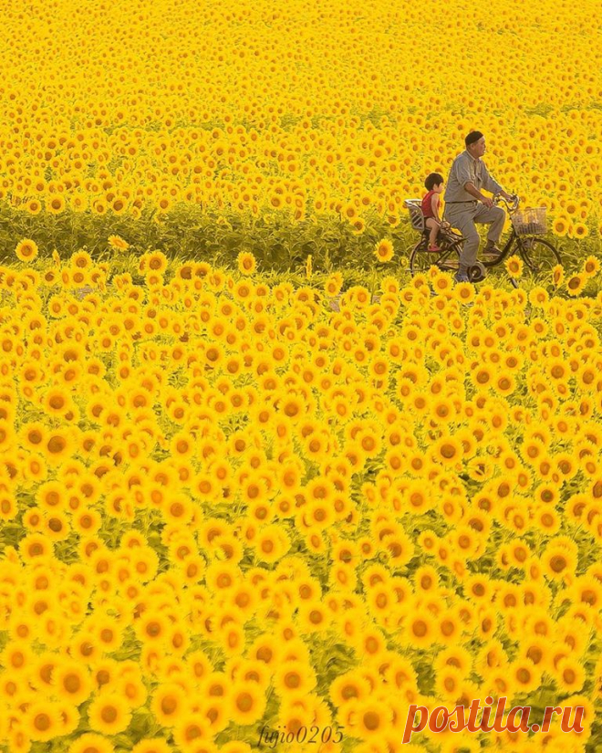 Масико, Япония 🌻