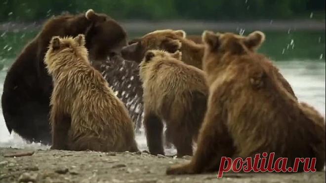 Наши Мишки и природа России - хорошее, доброе видео