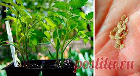 Закаливание и посадка семян на рассаду Это вам обеспечит хорошую всхожесть, защитит от вредителей и болезней, а также увеличит устойчивость перед погодными условиями.