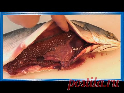 Как выбрать самку горбуши с красной икрой в магазине,