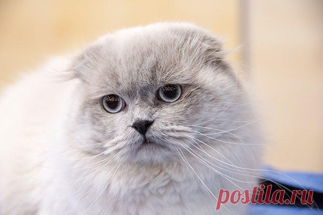 Картинки красивые с кошками (35 фото) 🔥 Прикольные картинки и юмор