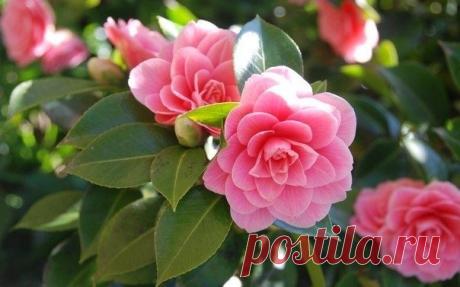 Особенности выращивания камелии - Садоводка