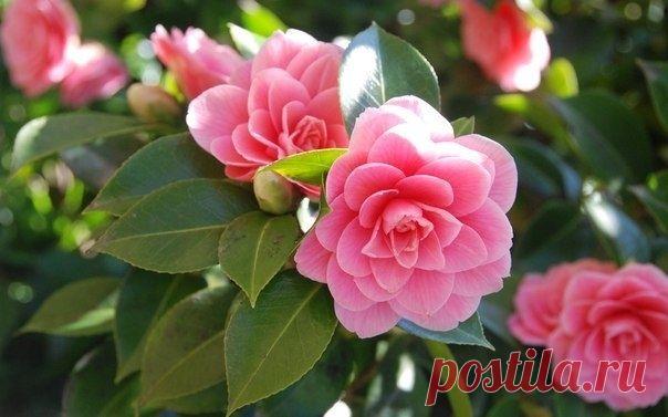 Особенности выращивания камелии - Садоводка