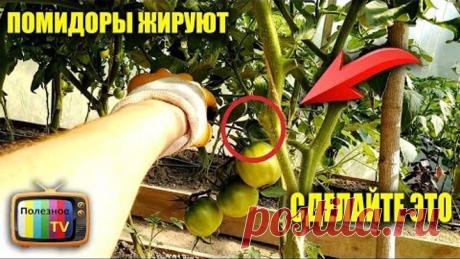 ПОМИДОРЫ ЖИРУЮТ СДЕЛАЙТЕ С НИМИ ЭТО ПРОВЕРЕННЫЙ СПОСОБ