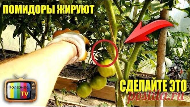 ПОМИДОРЫ ЖИРУЮТ СДЕЛАЙТЕ С НИМИ ЭТО ПРОВЕРЕННЫЙ СПОСОБ
