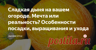 Сладкая дыня на вашем огороде. Мечта или реальность? Особенности посадки, выращивания и ухода Наверняка найдётся мало людей, которые бы не обожали сладкие, медовые плоды дыни. Дыней можно лакомиться не только свежей, но и консервированной. Существует несколько способов выращивания, которые нужно знать.
Посадка дыни рассадой
Этот способ рекомендуют опытные огородники, которые считают что лучше это растение выращивать рассадой. За 2 дня до посева, семена дыни следует прорастить, далее отбира