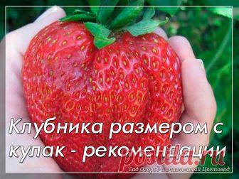 Клубника размером с кулак. Несколько простых рекомендаций

Клубника – вкусная, полезная ягода, выращиваемая на многих дачных и приусадебных участках. Чтобы добиться первоклассных вкусовых качеств и большого размера плодов, обеспечьте растению своевременный, надлежащий уход. Бывалые огородники рекомендуют придерживаться следующих рекомендаций:

1. Отдавайте предпочтение крупносортным сортам. Вес их ягод может превышать 100 грамм. При высадке обычных сортов, большую клубнику...