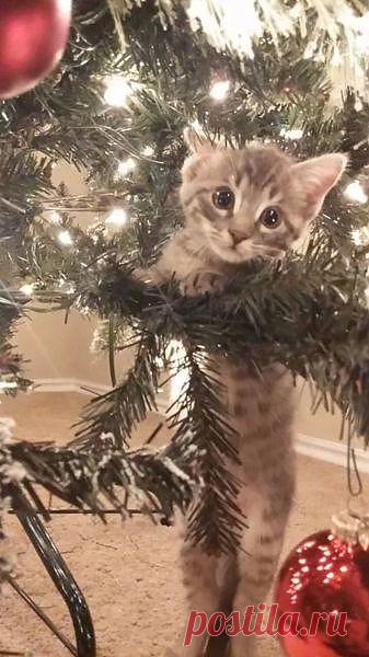 --Я ждал,ждал ,а Дед  Мороз  
   так и не пришёл!