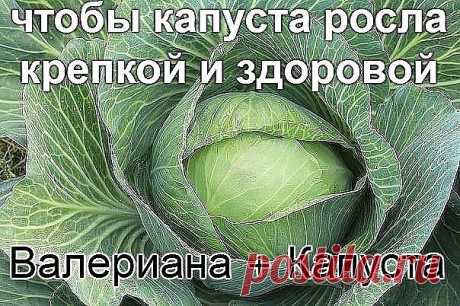 Чтобы капуста росла крепкой и здоровой
