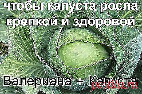 Чтобы капуста росла крепкой и здоровой