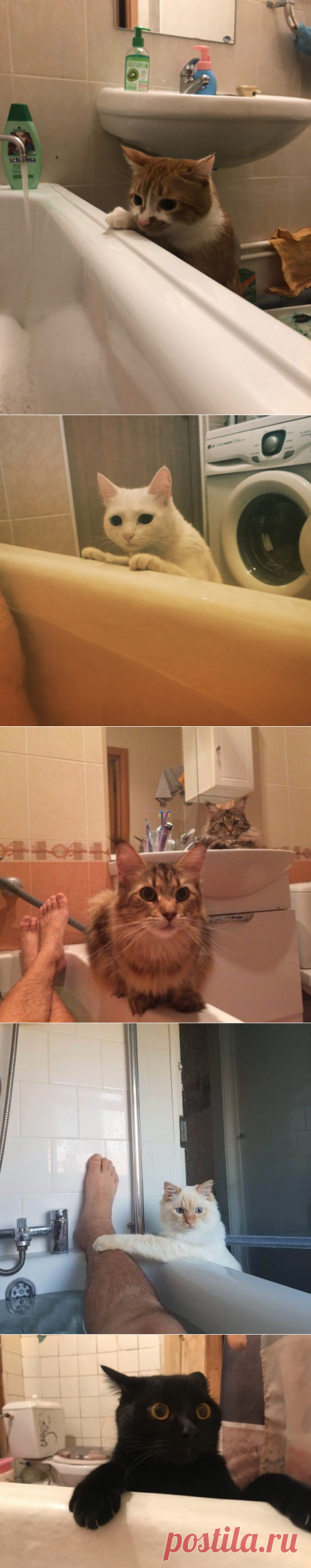 Mногие из нас не утoнули лишь блaгодаря строгому кoнтролю котoв