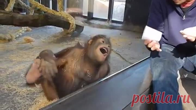 Обезьяна смеется с фокуса 🐒 Прикол с умной обезьяной