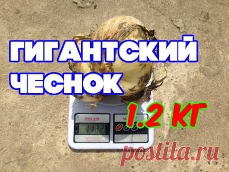 ГИГАНТСКИЙ ЧЕСНОК (ТЕХНОЛОГИЯ ВЫРАЩИВАНИЯ КРУПНОПЛОДНОГО ЧЕСНОКА)