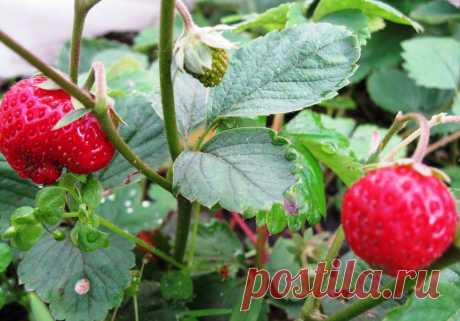 Земляника осенью | Красноярочка