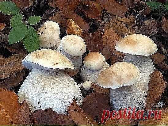 Березовый боровик - ЦАРЬ,ну просто , ЦАРЬ)