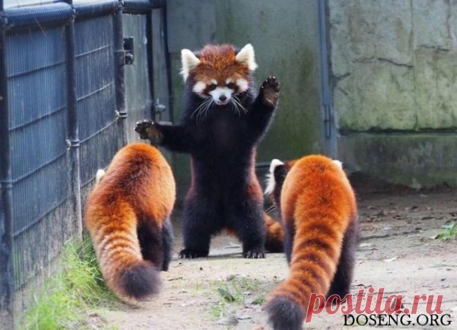 Забавные и симпатичные животные