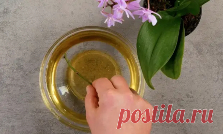 Размножаем комнатные растения черенками – вот как это работает! - Полезные советы и секреты на все случаи жизни - 26 января - 43810788583 - Медиаплатформа МирТесен