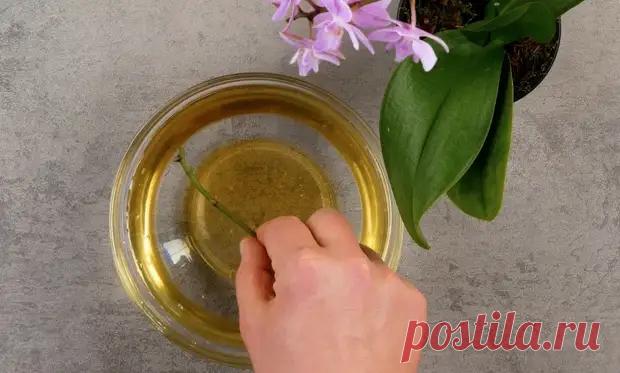 Размножаем комнатные растения черенками – вот как это работает! - Полезные советы и секреты на все случаи жизни - 26 января - 43810788583 - Медиаплатформа МирТесен