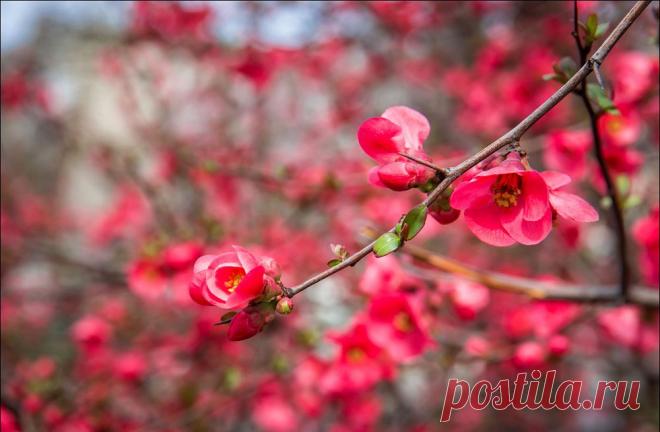 В Крыму цветет японская айва