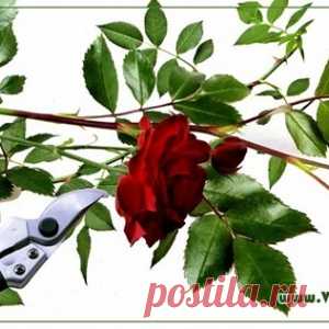 Создание розария своими руками: выбор сортов роз и уход за ними