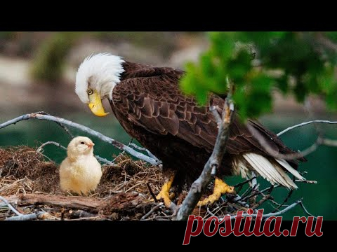 Фермер подложил куриное яйцо орлам. Вот чем всё это обернулось для цыплёнка...