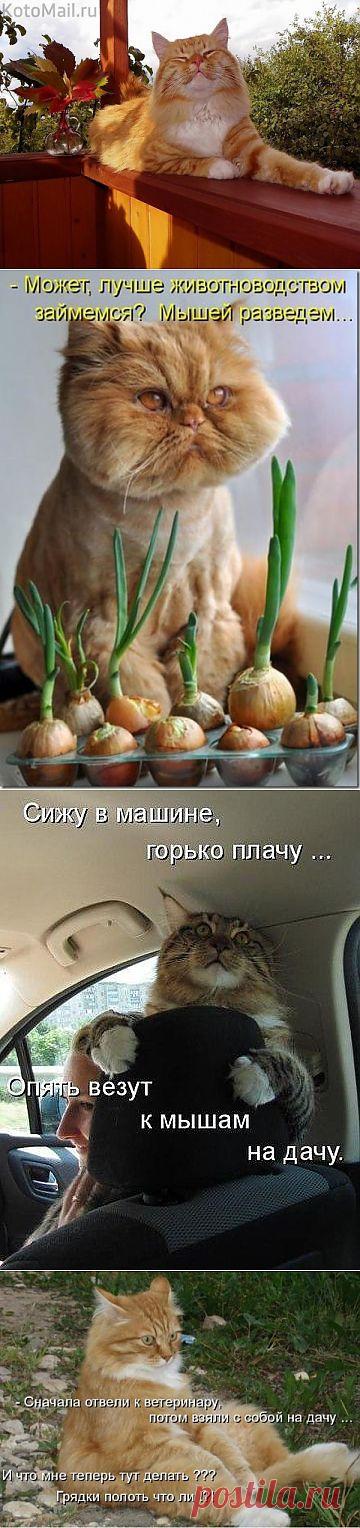 ДАЧНЫЙ КОТОУЛЁТ | Самоцветик