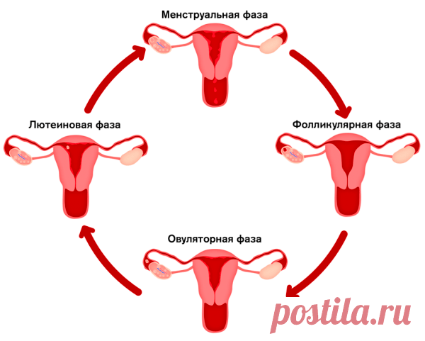 Фазы менструального цикла по дням: что происходит, сколько длятся, связь с гормонами у женщин