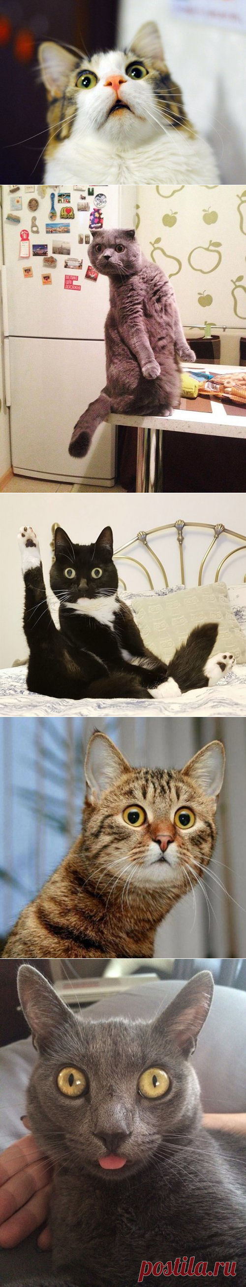 Удивленные коты — Убойный юмор - amworld