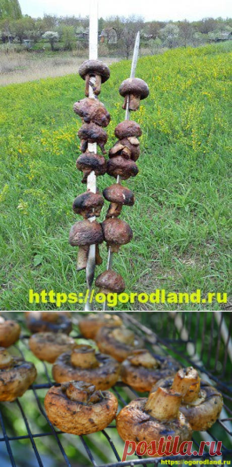 Грибы на костре. Рецепты маринования грибов для барбекю