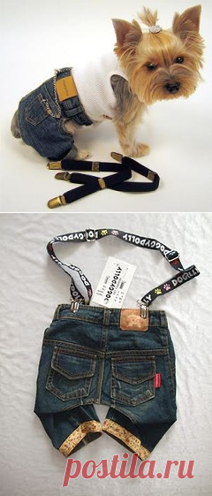 Штанишки для маленькой собачки