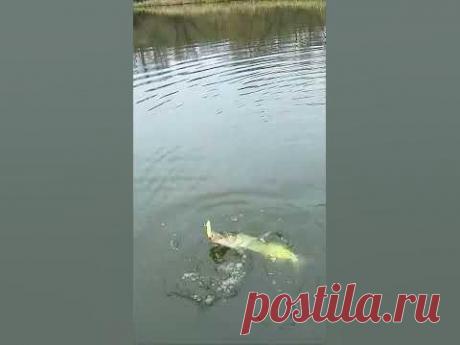 Ловил щуку на неглубоком водоеме в ноябре. Зубастая стояла в засаде в камыше. Вынудил ее клюнуть отличный воблер от Mr.Charles. Щука на последок от злости, т...