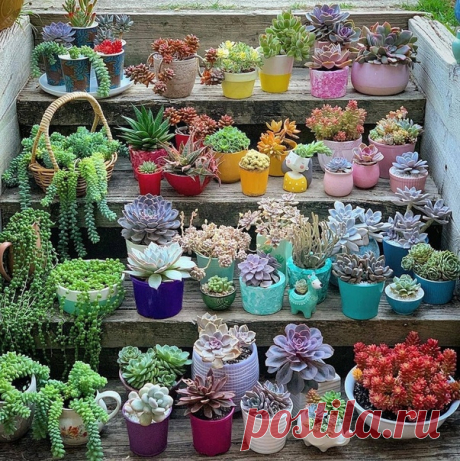 Сукуленты