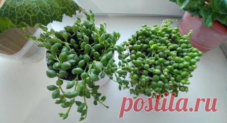 Мои любимые цветочки. Как я размножаю цветок Крестовник Роули. Быстро и просто!