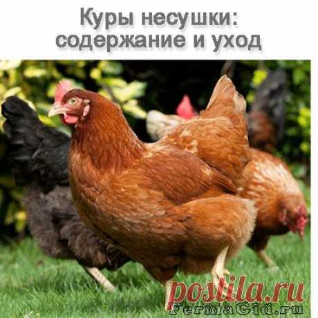 Куры несушки: содержание, требования к птичнику и инвентарю